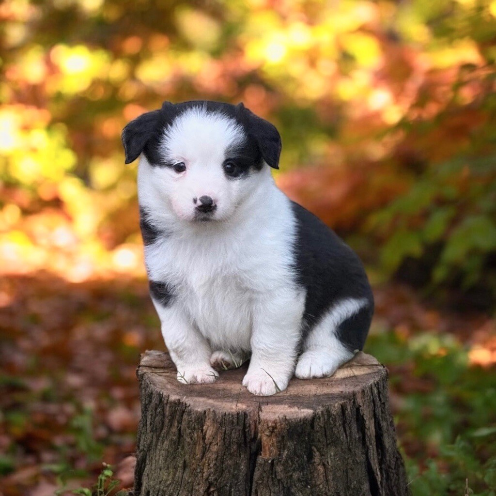 du domaine de nelson - Chiot disponible  - Berger Américain Miniature 