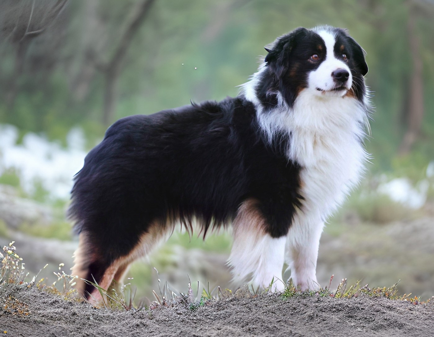 Oslo - pow wow ojibwe du temple de Palés