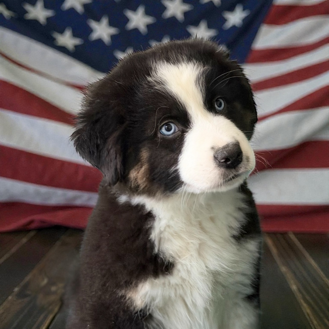 Altesse du domaine de nelson