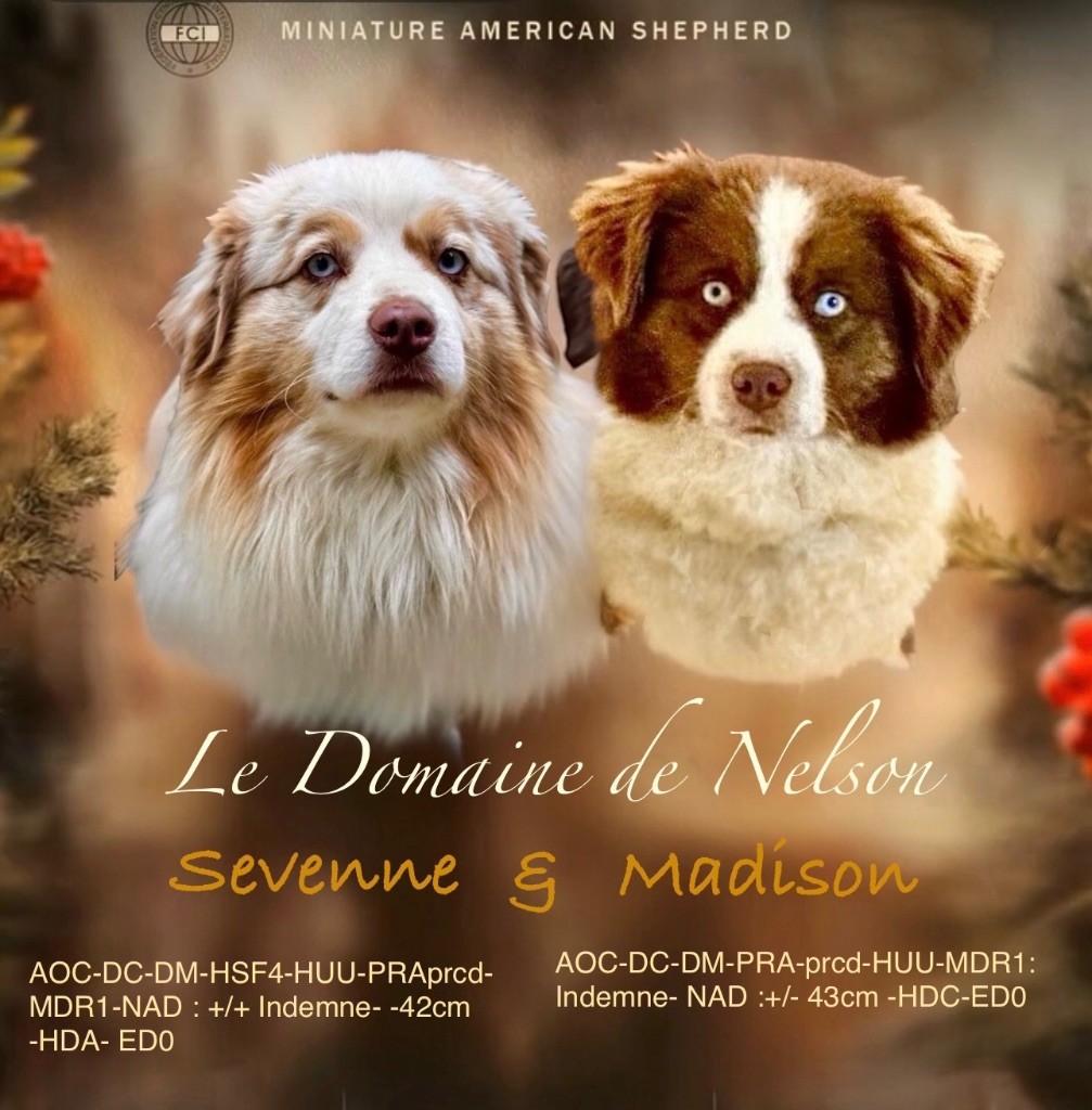 du domaine de nelson - Prochaine portée que du rouge 