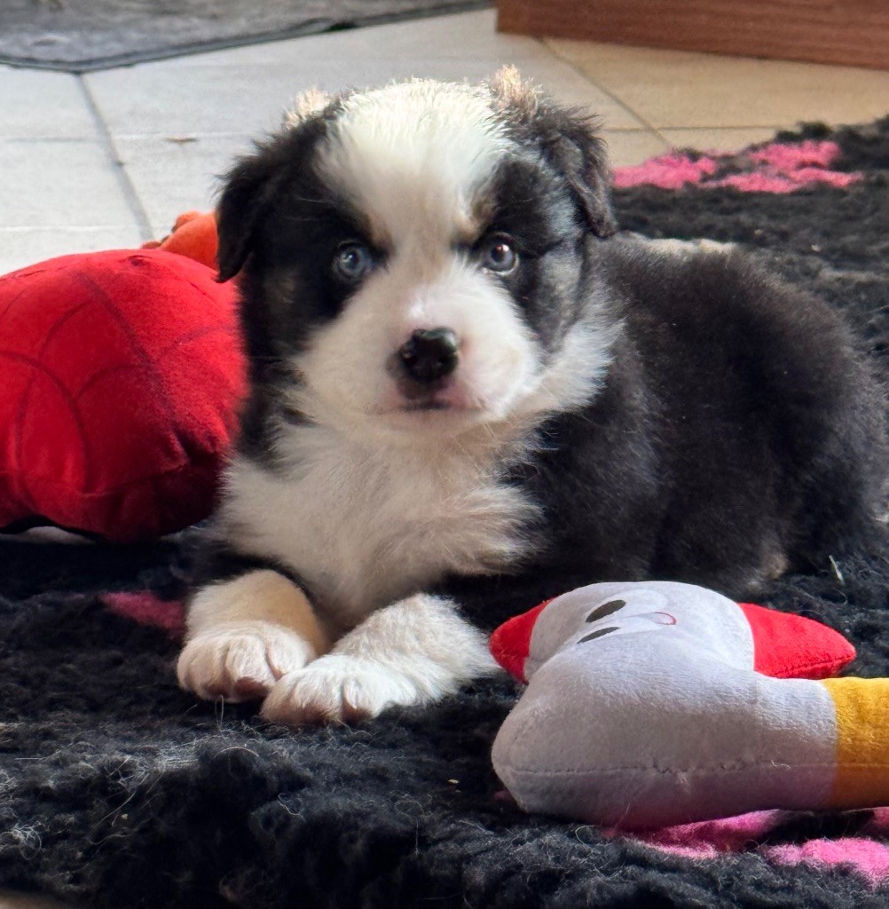 du domaine de nelson - Chiots disponibles - Berger Américain Miniature 