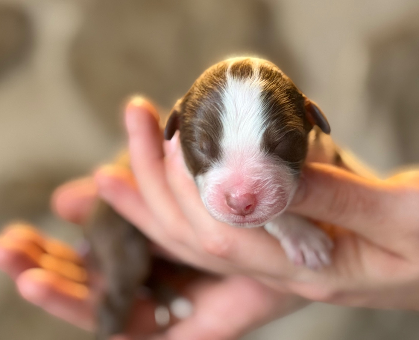 du domaine de nelson - Chiots disponibles - Berger Américain Miniature 