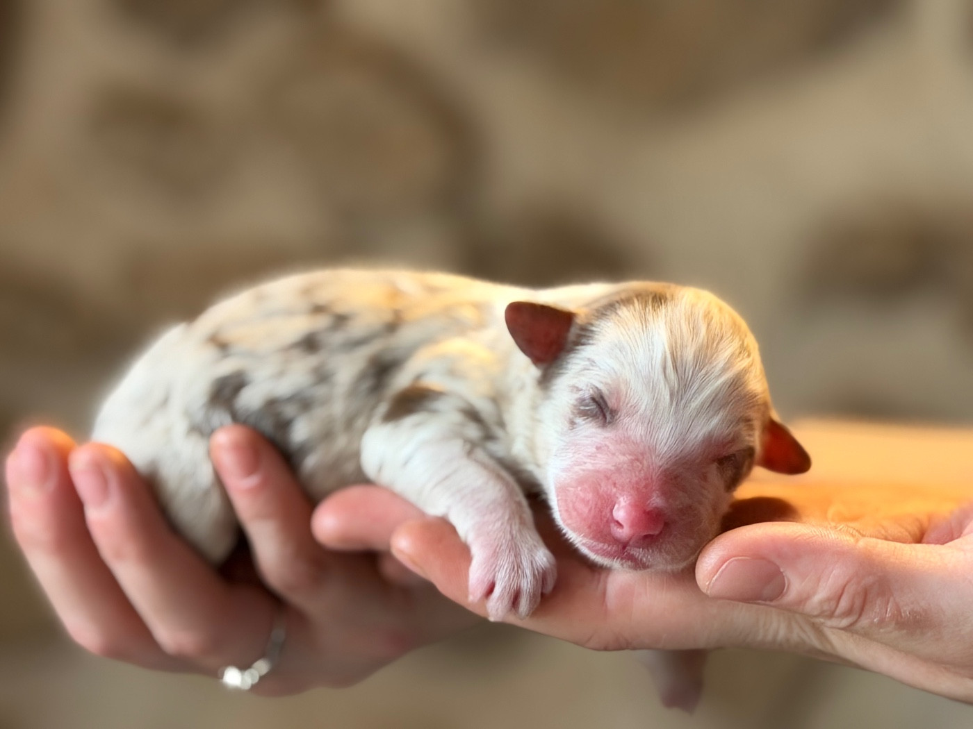 du domaine de nelson - Chiots disponibles - Berger Américain Miniature 