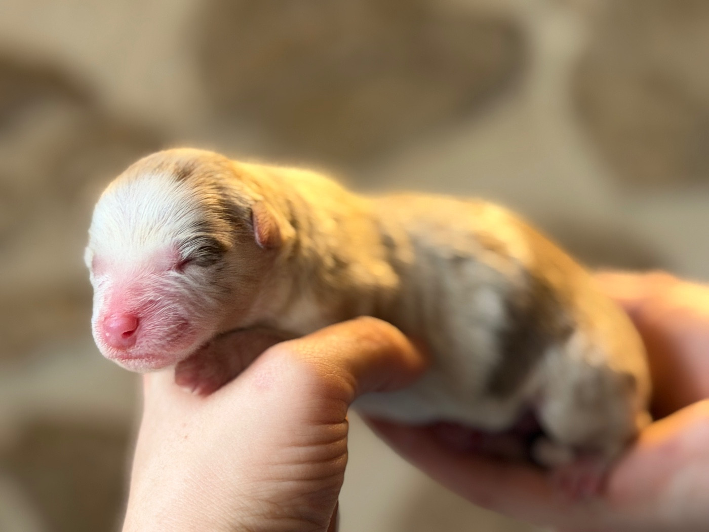 du domaine de nelson - Chiots disponibles - Berger Américain Miniature 