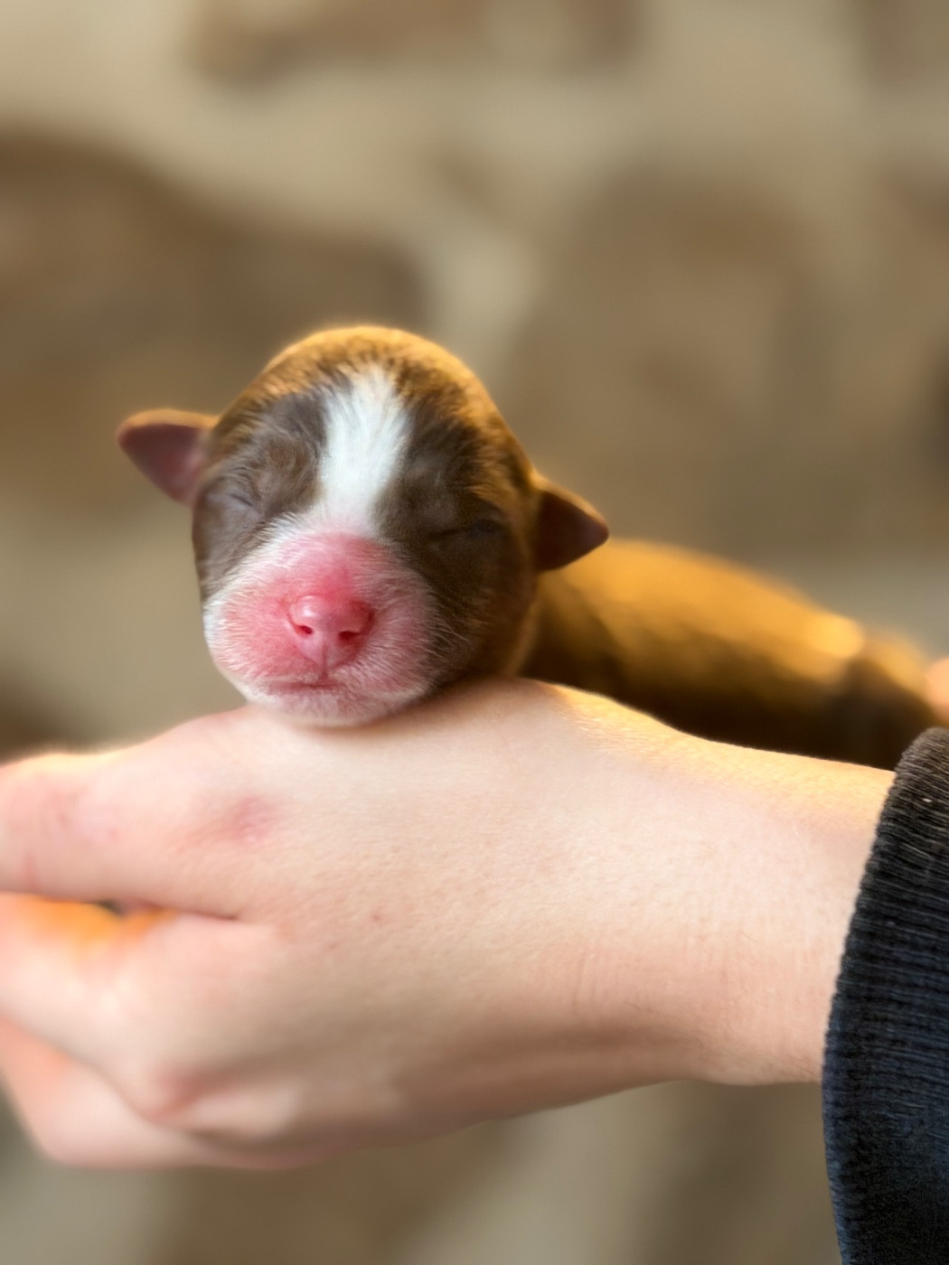 du domaine de nelson - Chiots disponibles - Berger Américain Miniature 