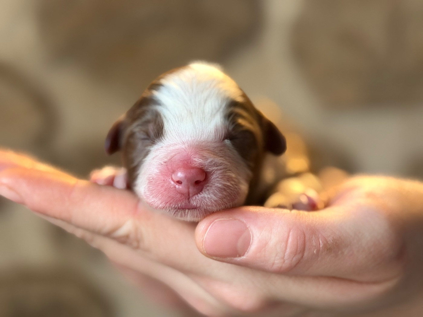 du domaine de nelson - Chiots disponibles - Berger Américain Miniature 