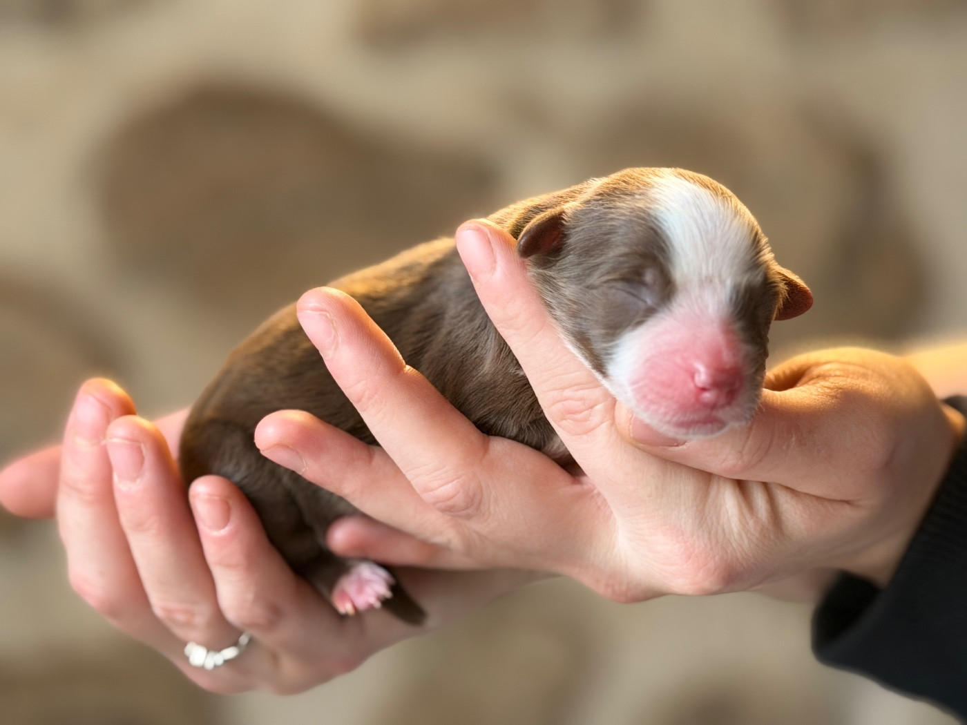 du domaine de nelson - Chiots disponibles - Berger Américain Miniature 