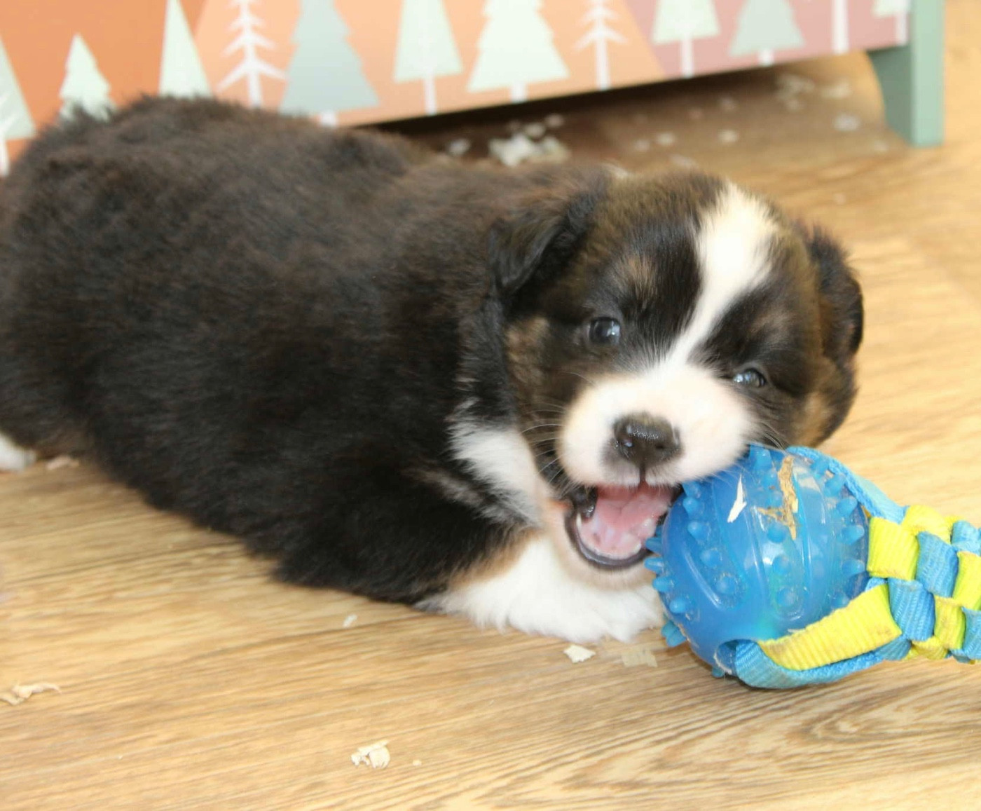 du domaine de nelson - Chiots disponibles - Berger Américain Miniature 