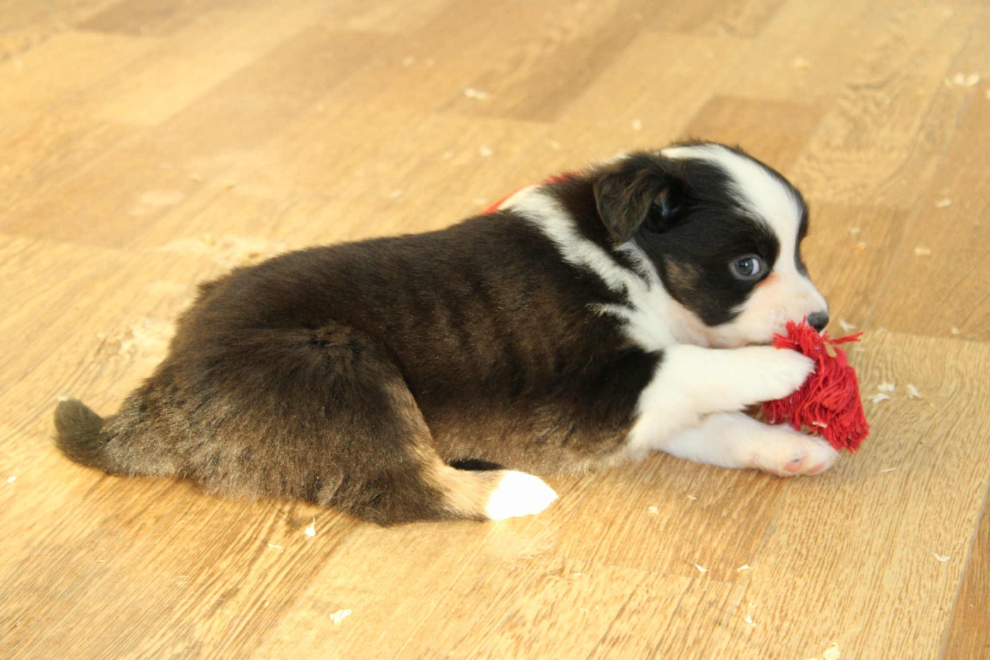 du domaine de nelson - Chiots disponibles - Berger Américain Miniature 