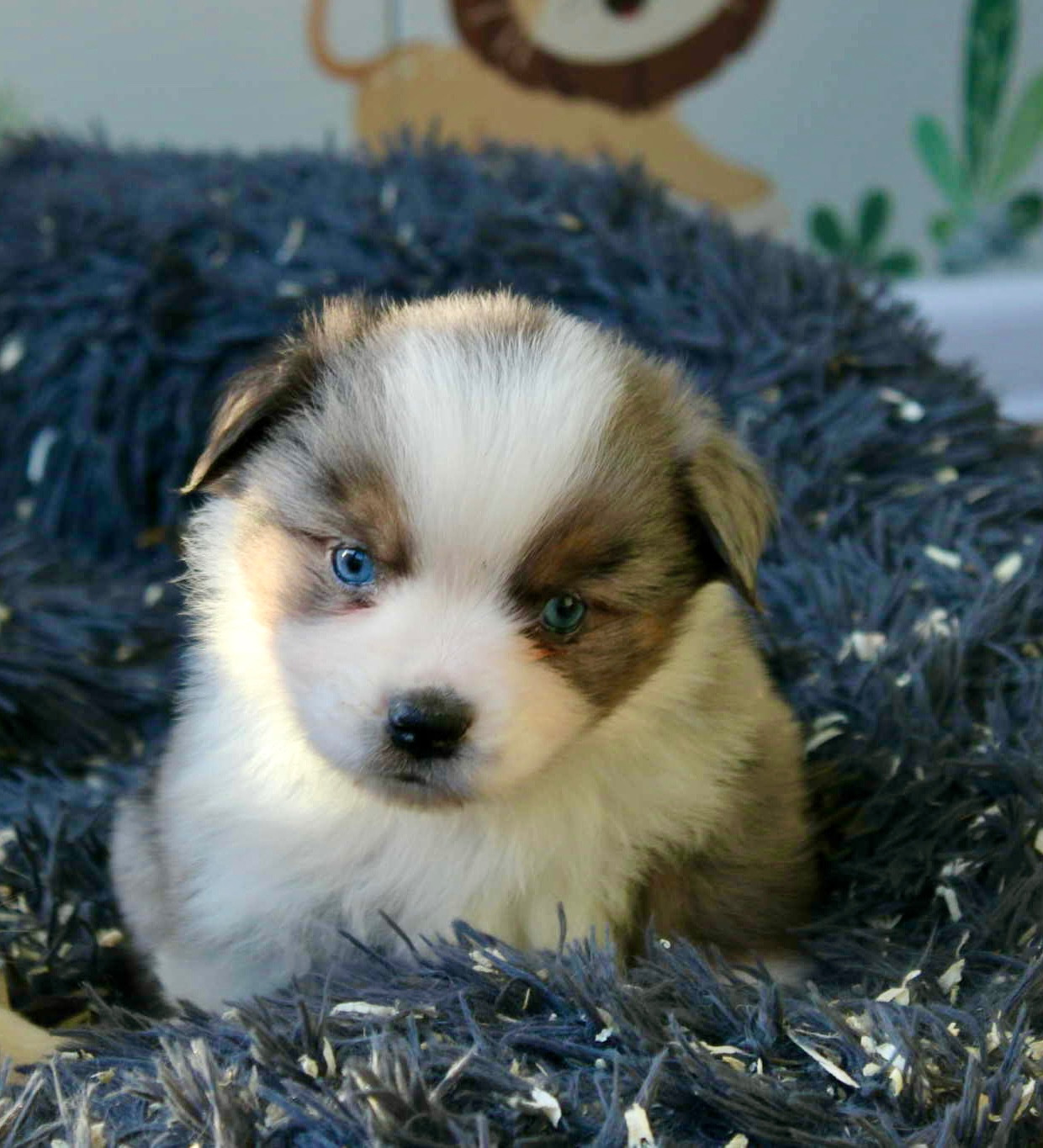 du domaine de nelson - Chiots disponibles - Berger Américain Miniature 