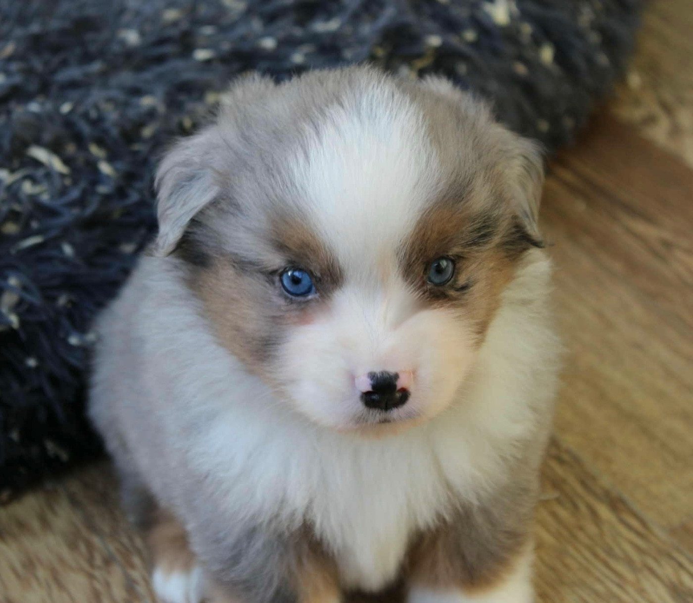 du domaine de nelson - Chiots disponibles - Berger Américain Miniature 