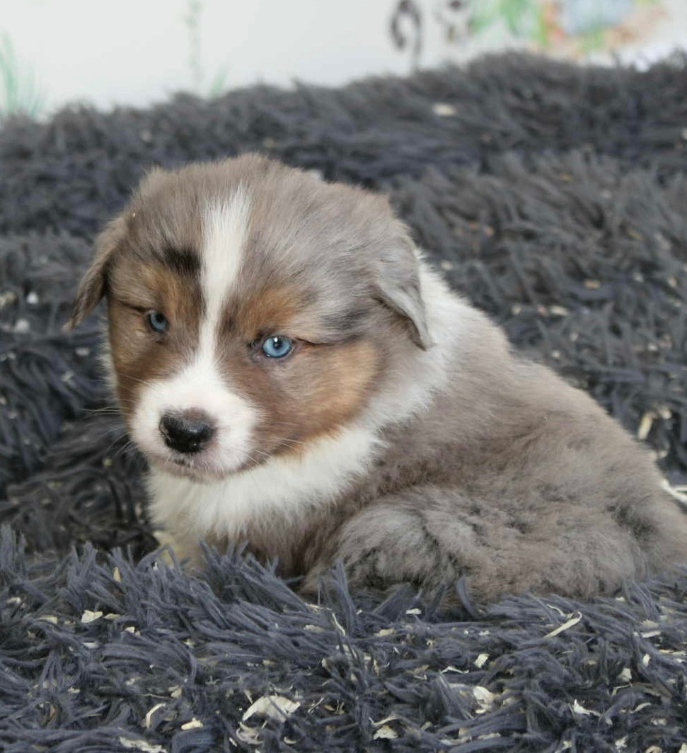 du domaine de nelson - Chiots disponibles - Berger Américain Miniature 