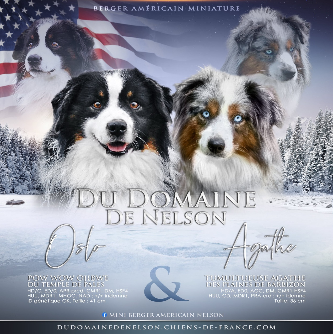 du domaine de nelson - Berger Américain Miniature  - Portée née le 21/12/2025