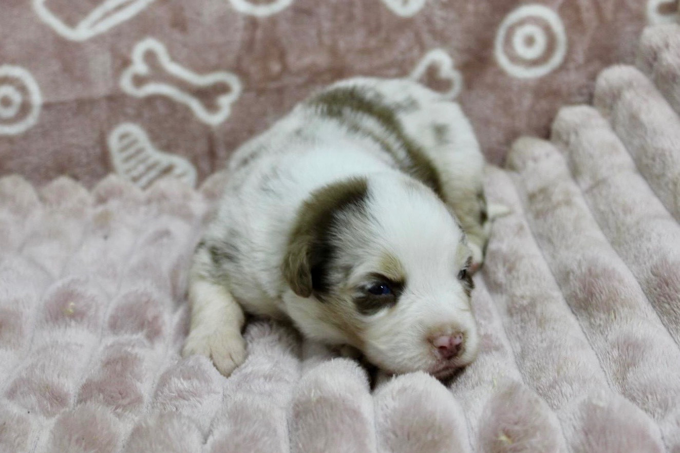 du domaine de nelson - Chiots disponibles - Berger Américain Miniature 