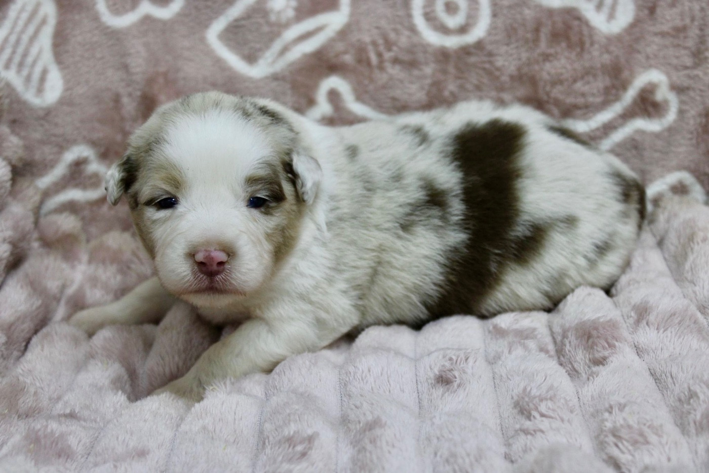 du domaine de nelson - Chiots disponibles - Berger Américain Miniature 