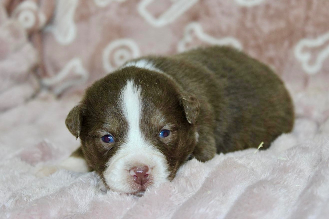 du domaine de nelson - Chiots disponibles - Berger Américain Miniature 