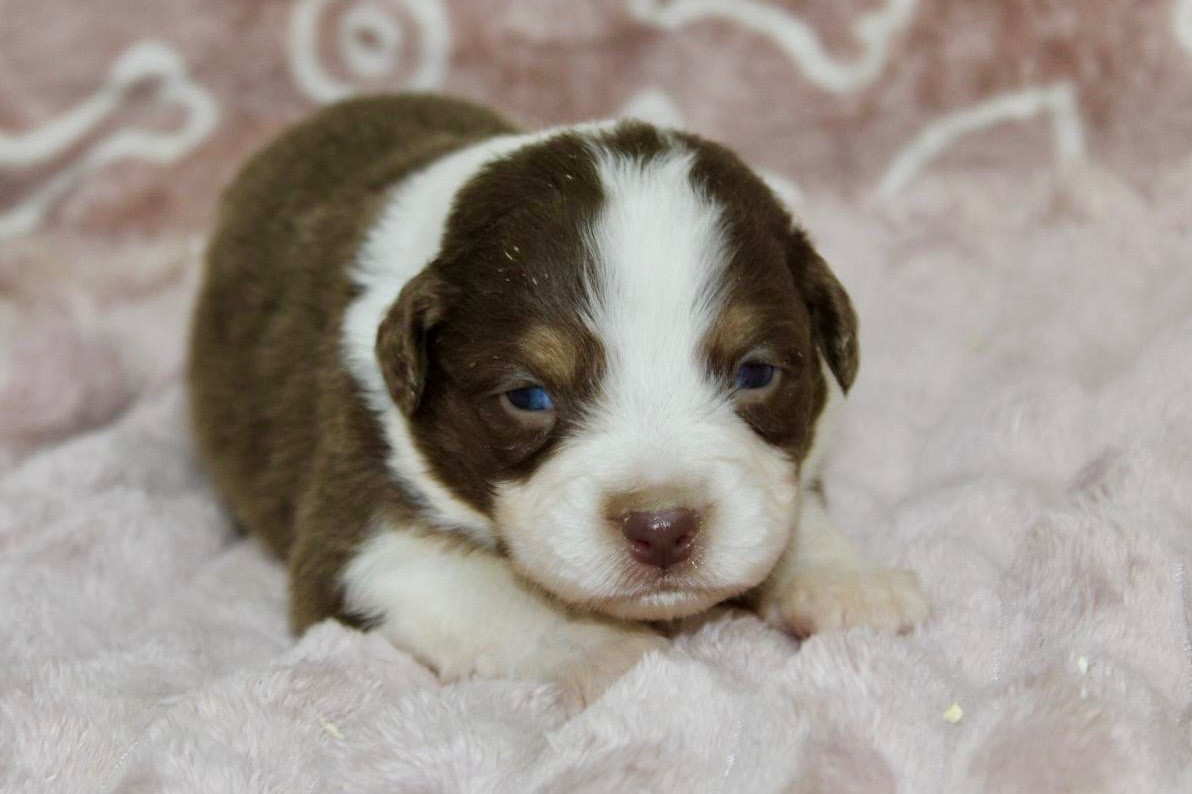 du domaine de nelson - Chiots disponibles - Berger Américain Miniature 