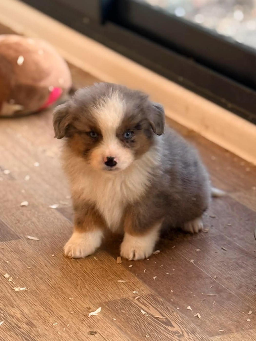 du domaine de nelson - Chiots disponibles - Berger Américain Miniature 