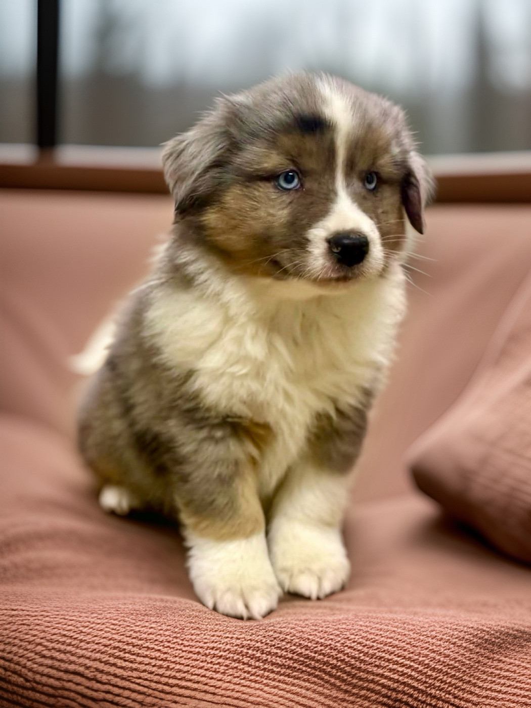 du domaine de nelson - Chiots disponibles - Berger Américain Miniature 