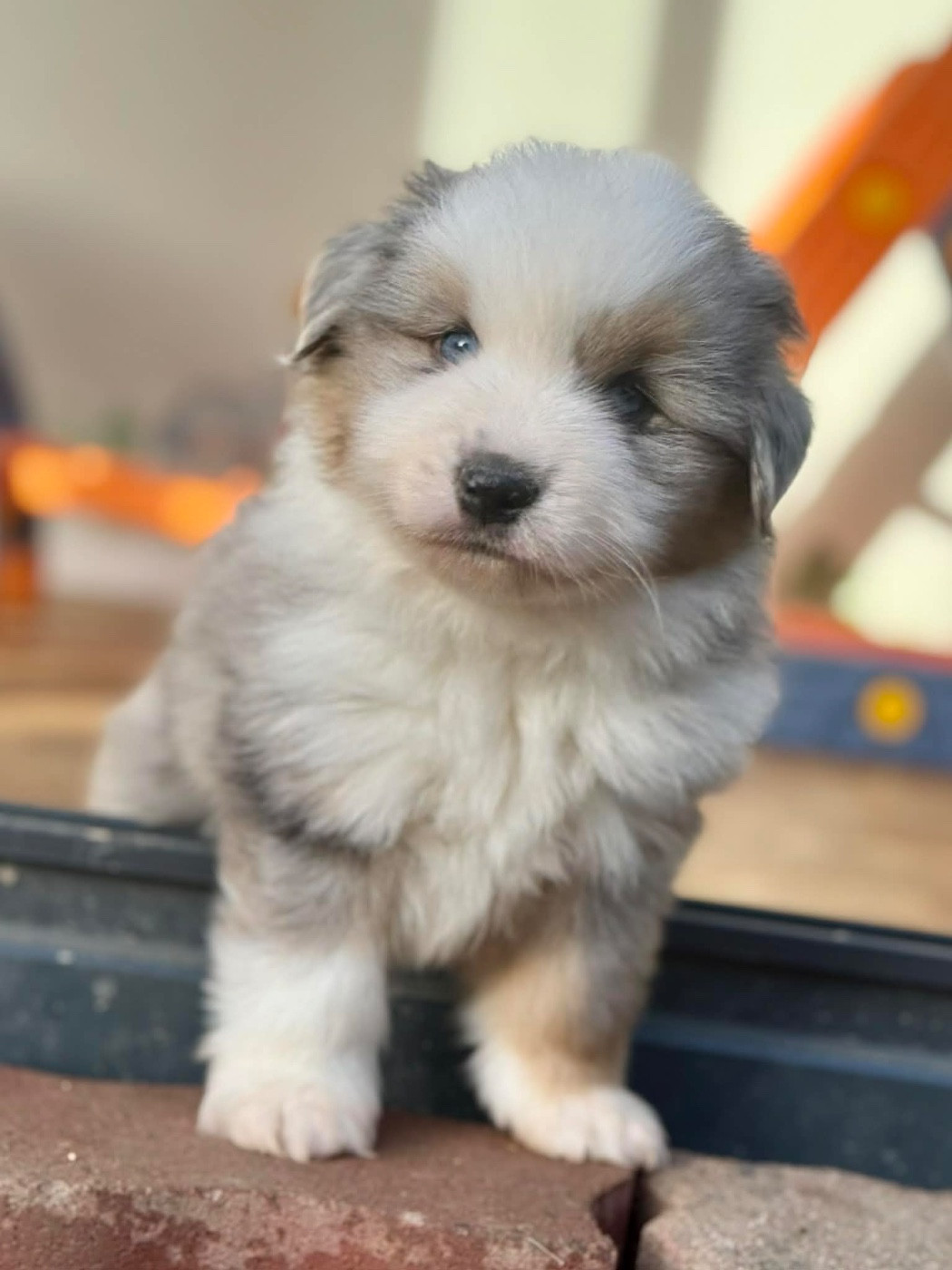 du domaine de nelson - Chiots disponibles - Berger Américain Miniature 