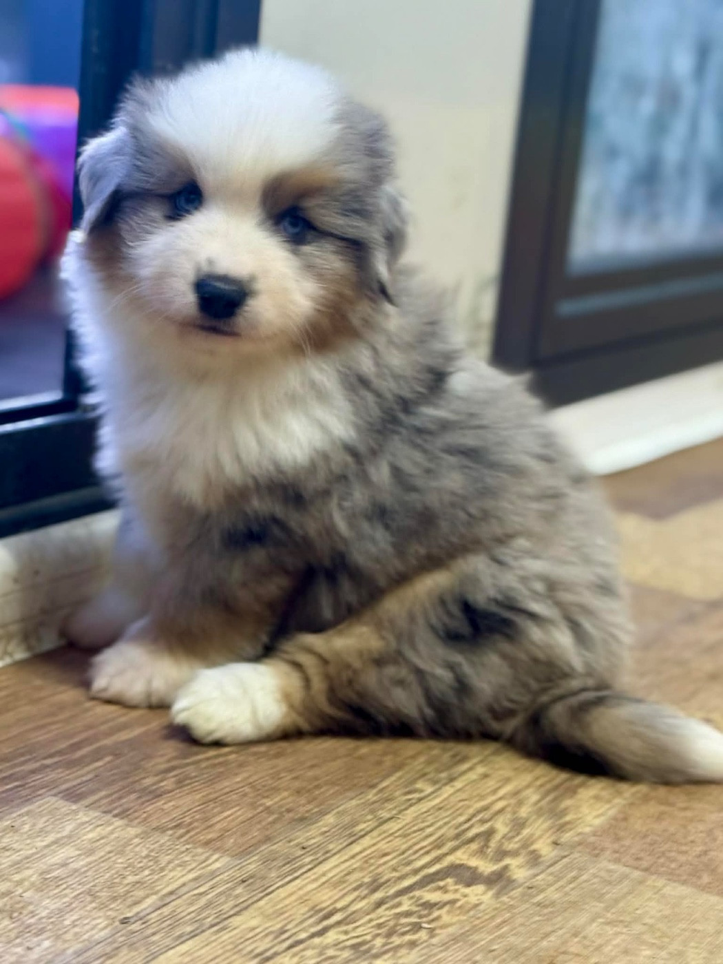 du domaine de nelson - Chiots disponibles - Berger Américain Miniature 