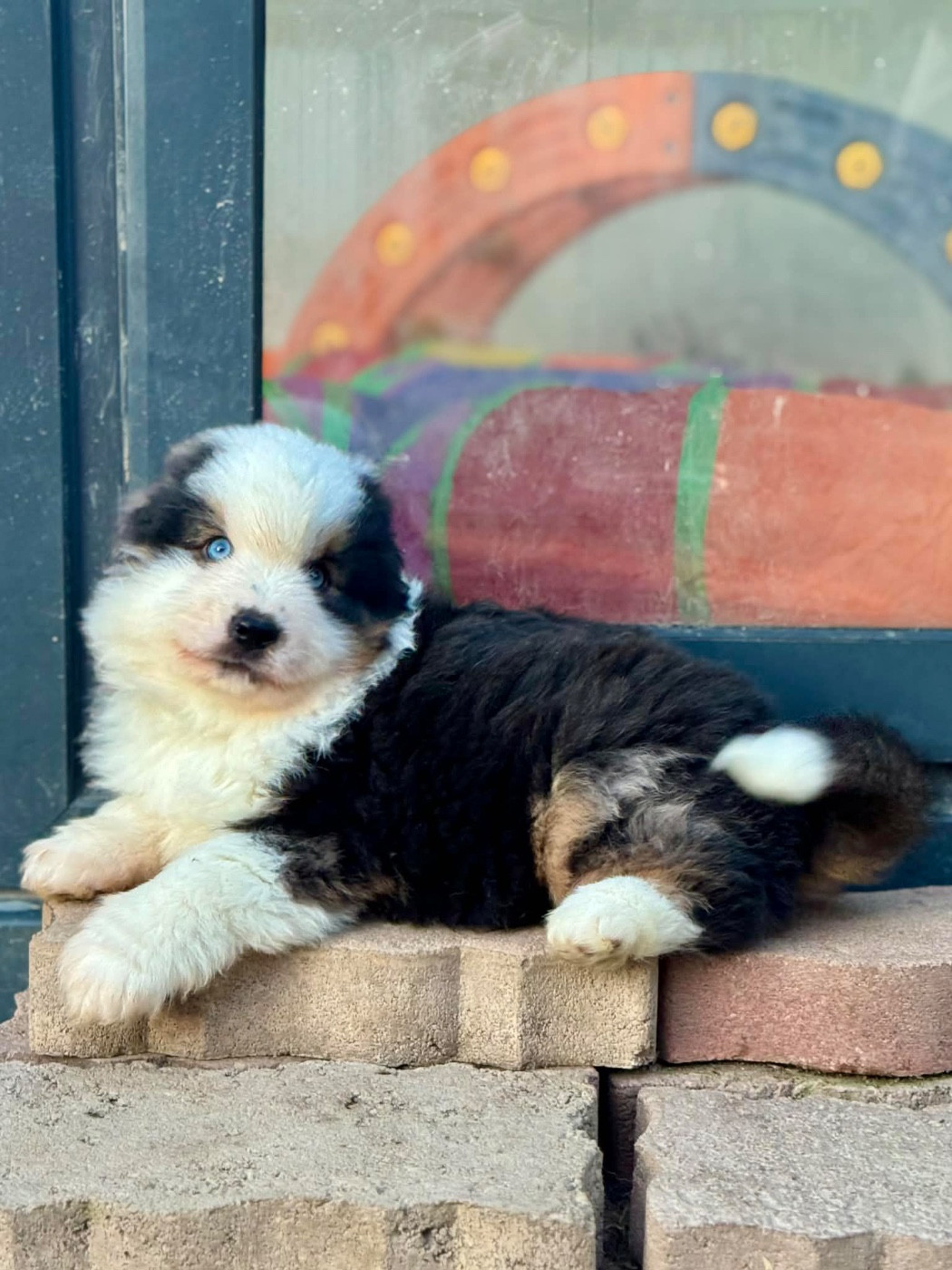 du domaine de nelson - Chiots disponibles - Berger Américain Miniature 