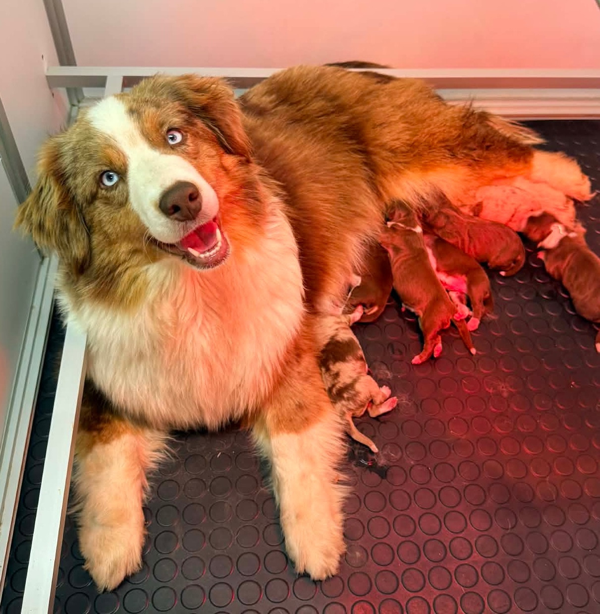 Chiot Berger Américain Miniature  du domaine de nelson