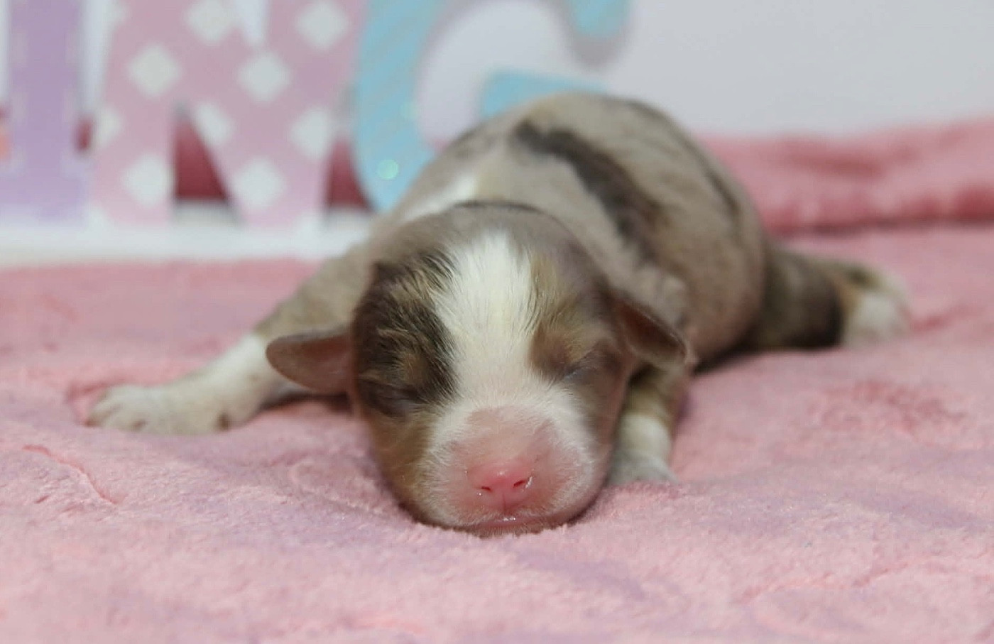 du domaine de nelson - Chiots disponibles - Berger Américain Miniature 