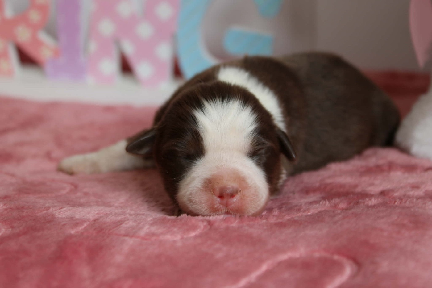 du domaine de nelson - Chiots disponibles - Berger Américain Miniature 