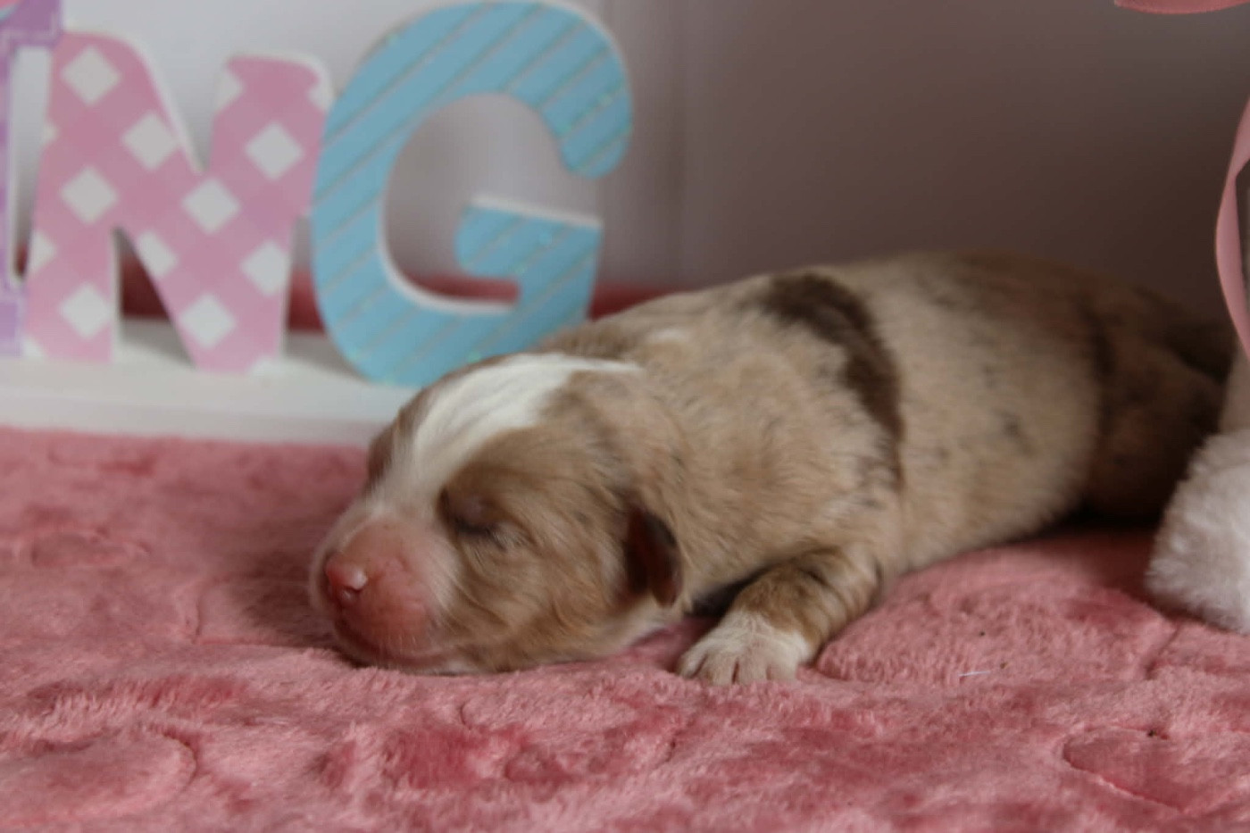 du domaine de nelson - Chiots disponibles - Berger Américain Miniature 