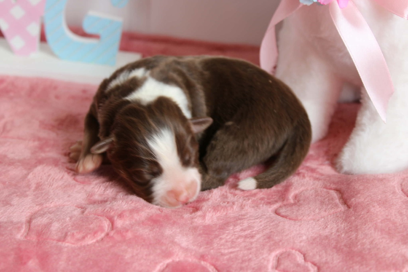 du domaine de nelson - Chiots disponibles - Berger Américain Miniature 