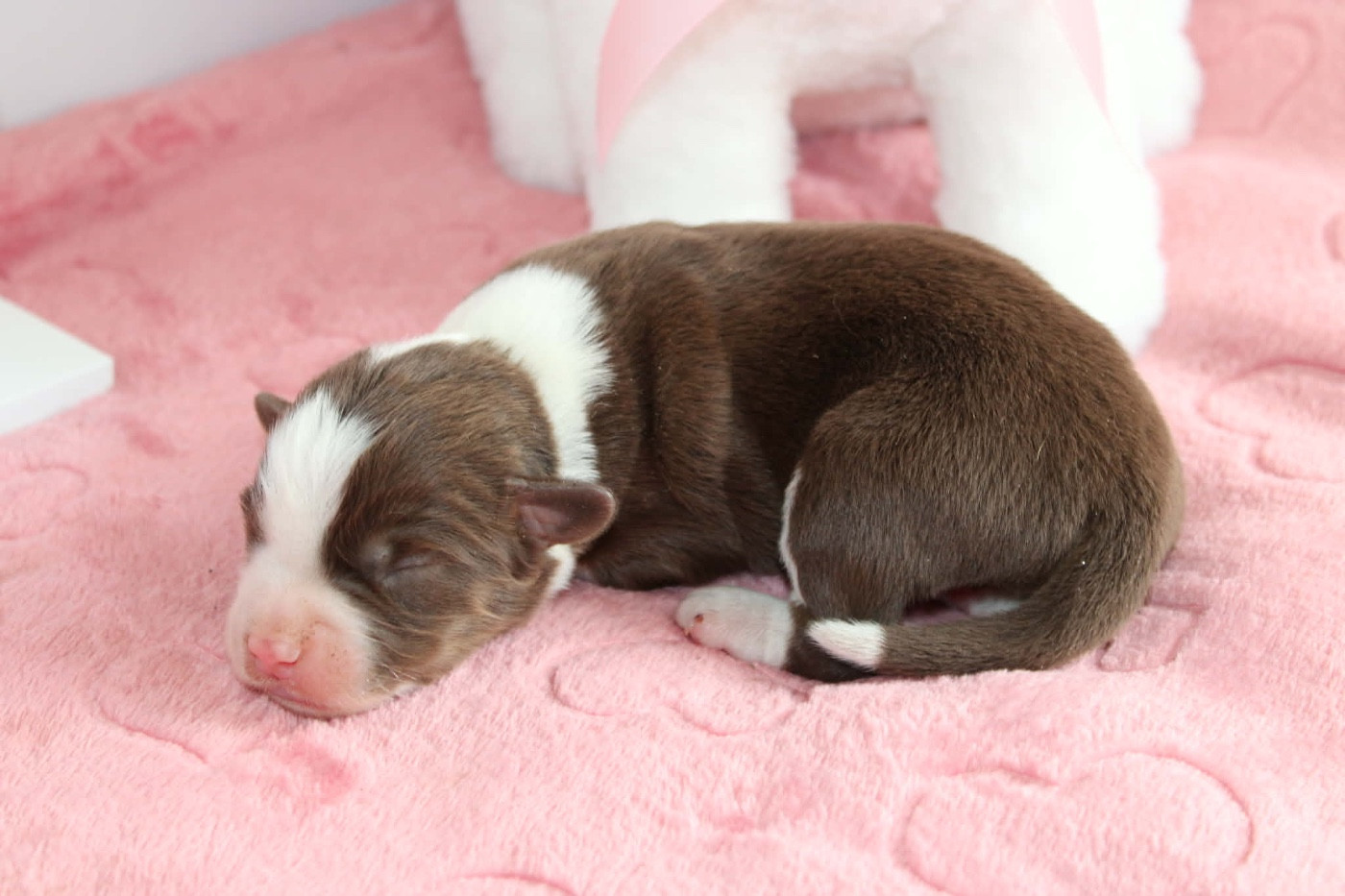 du domaine de nelson - Chiots disponibles - Berger Américain Miniature 