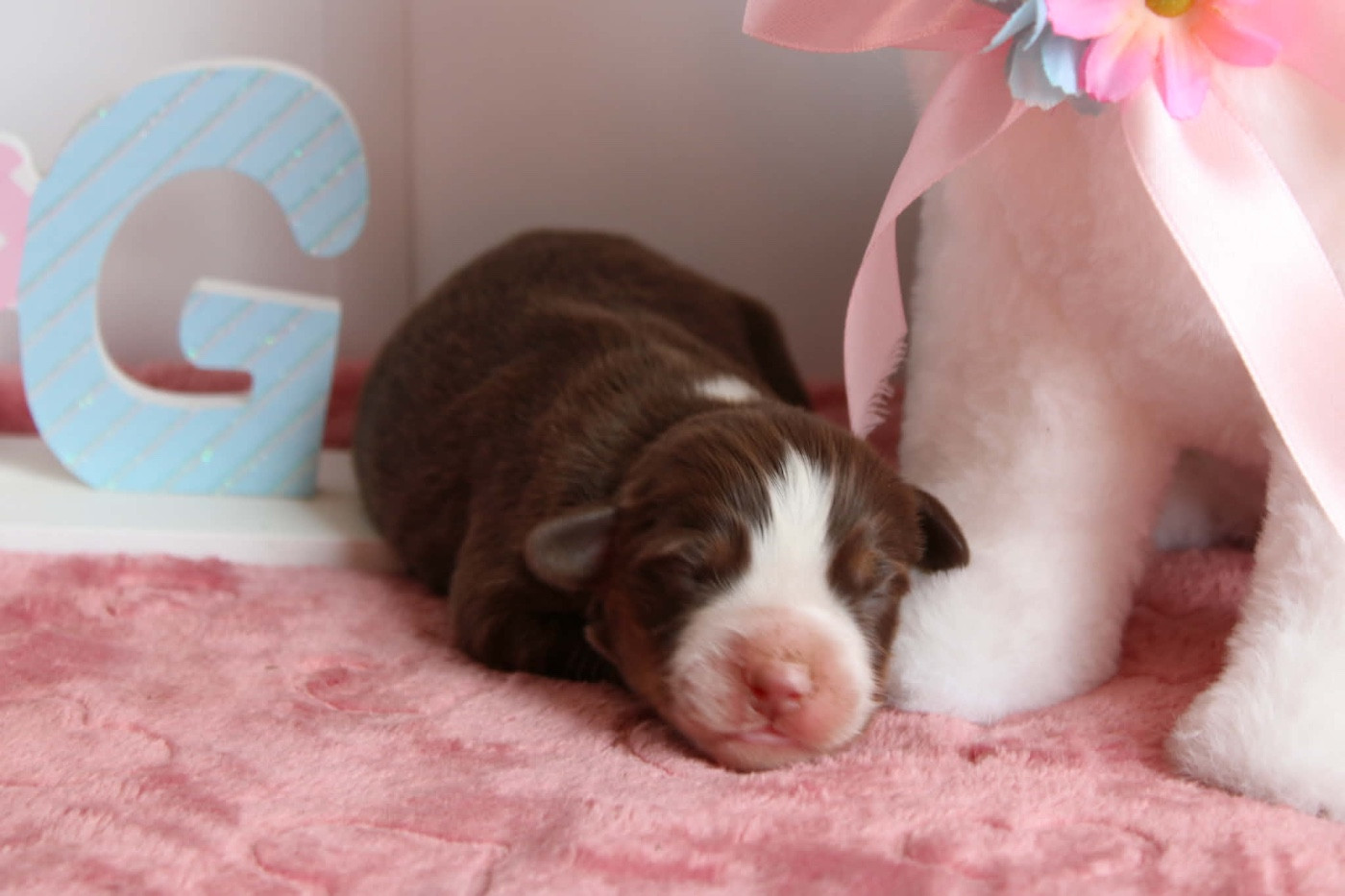 du domaine de nelson - Chiots disponibles - Berger Américain Miniature 