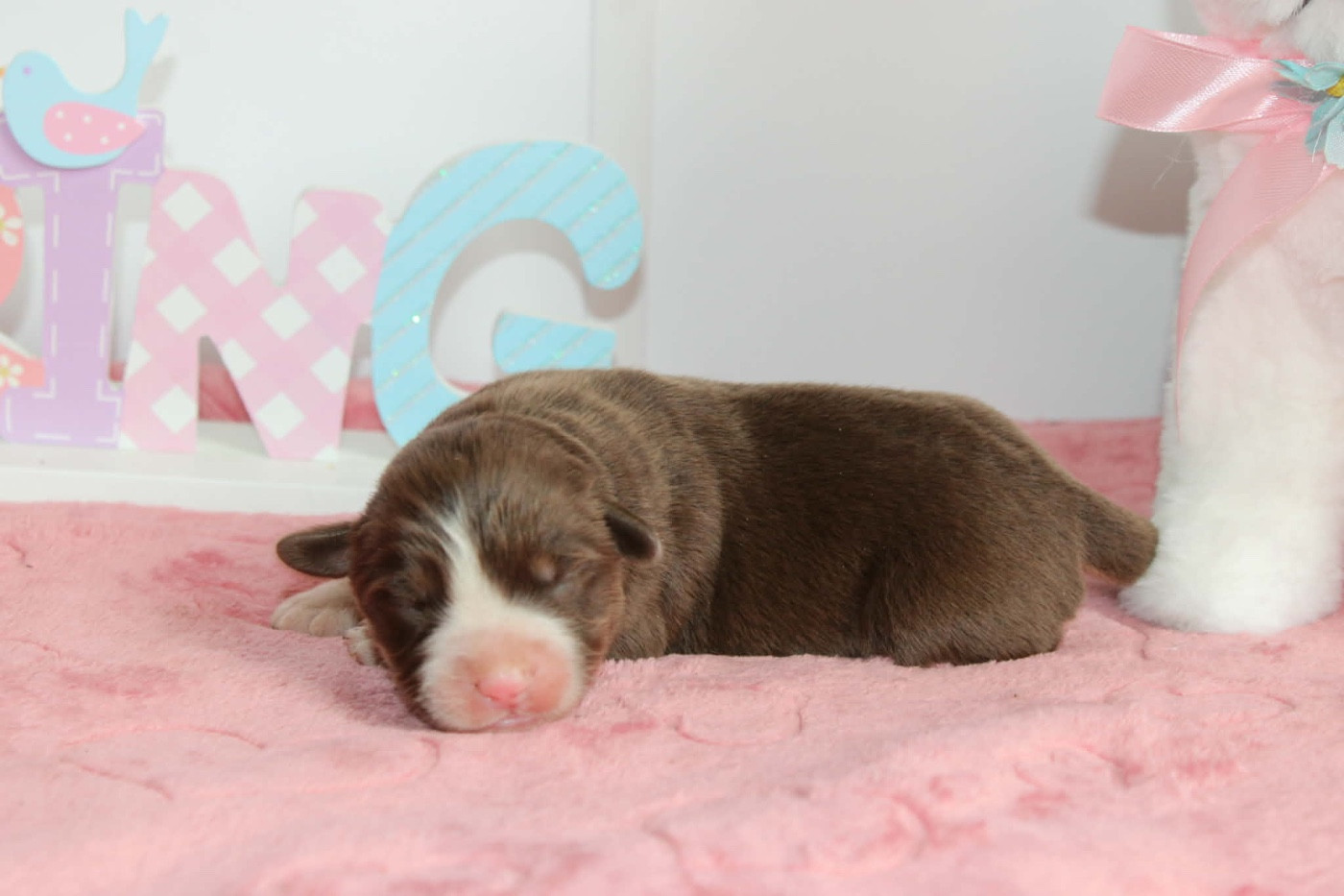 du domaine de nelson - Chiots disponibles - Berger Américain Miniature 