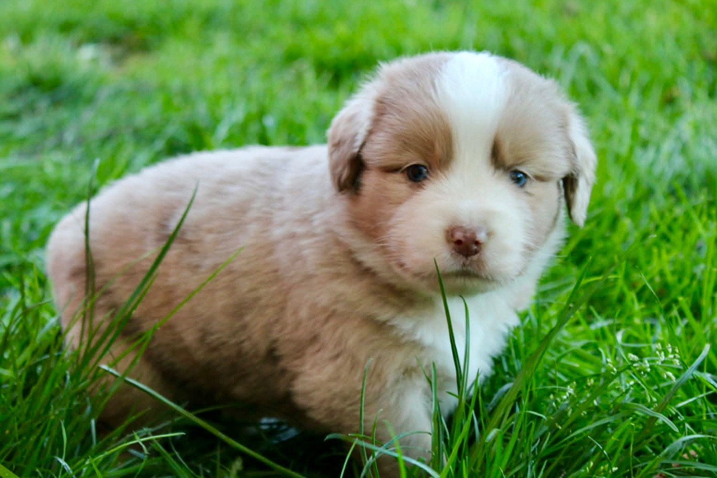 du domaine de nelson - Chiots disponibles - Berger Américain Miniature 