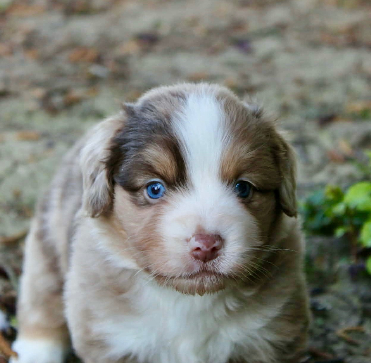 du domaine de nelson - Chiots disponibles - Berger Américain Miniature 