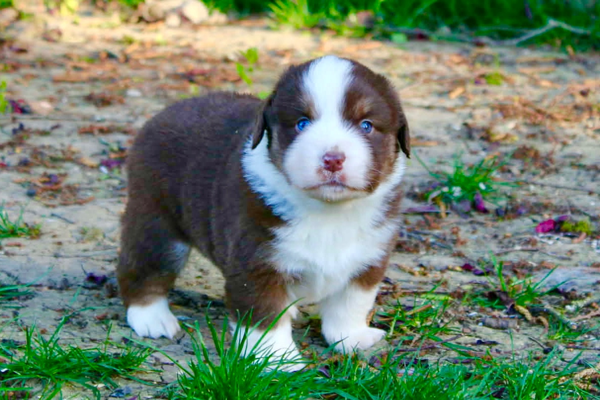 du domaine de nelson - Chiots disponibles - Berger Américain Miniature 