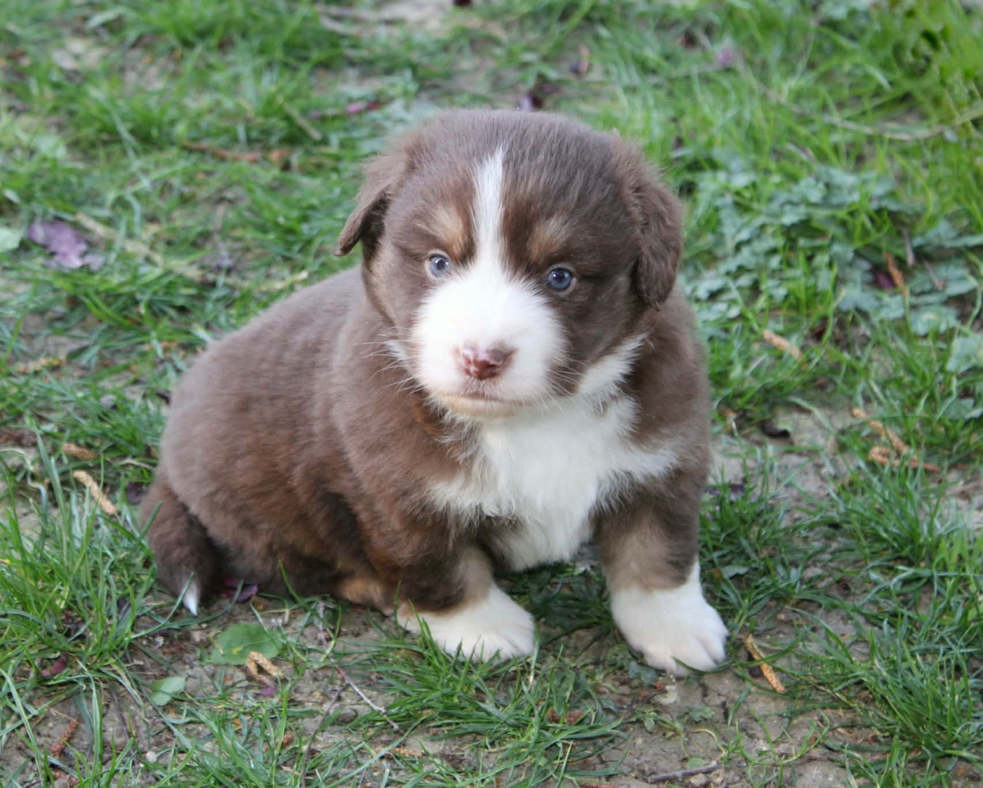 du domaine de nelson - Chiots disponibles - Berger Américain Miniature 