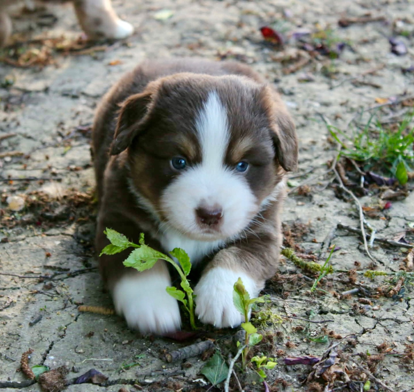 du domaine de nelson - Chiots disponibles - Berger Américain Miniature 