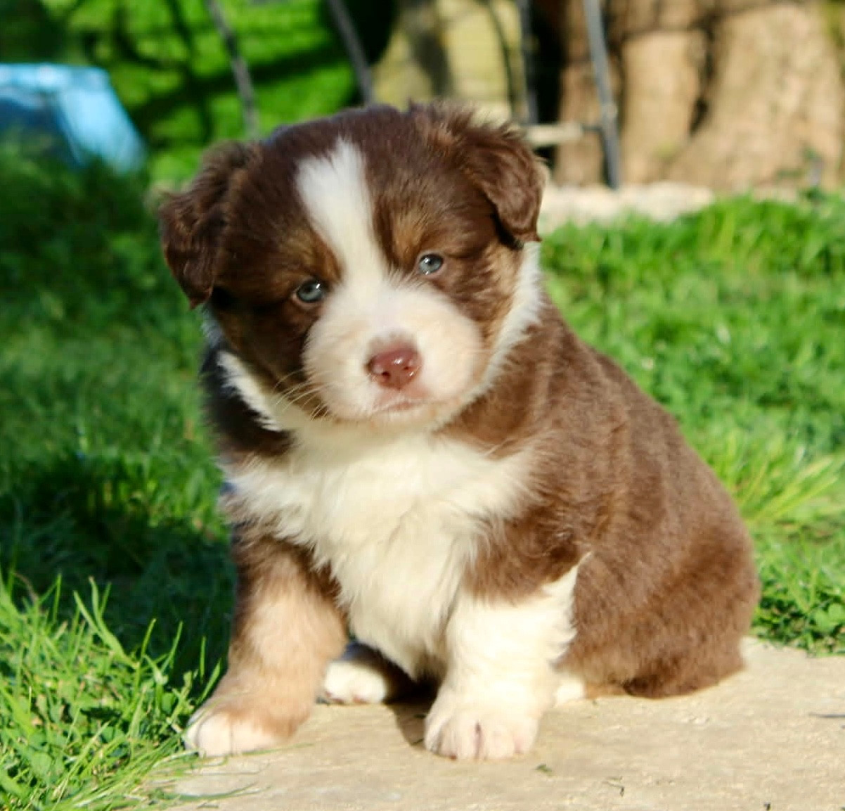 du domaine de nelson - Chiots disponibles - Berger Américain Miniature 