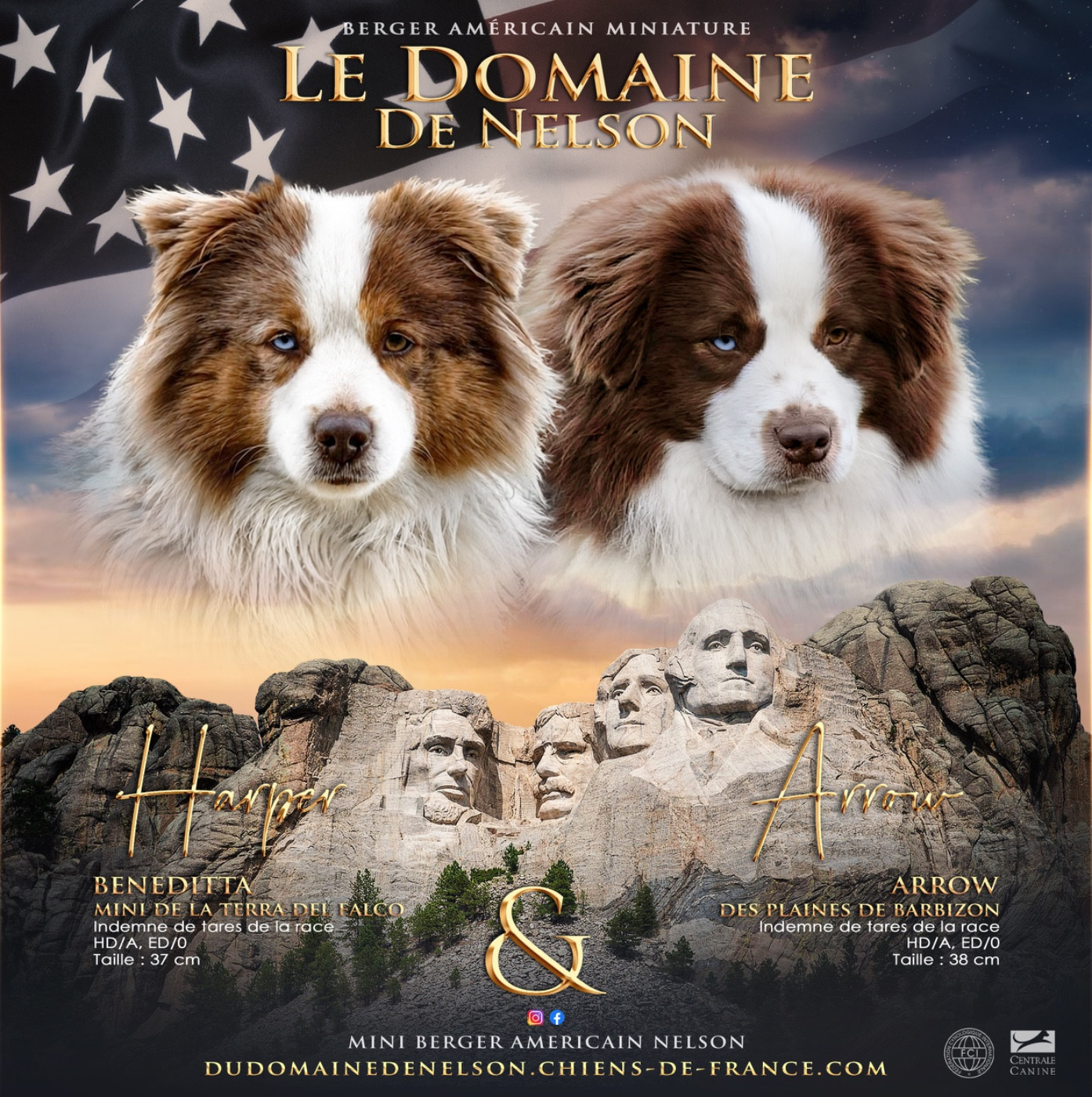 Chiot Berger Américain Miniature  du domaine de nelson