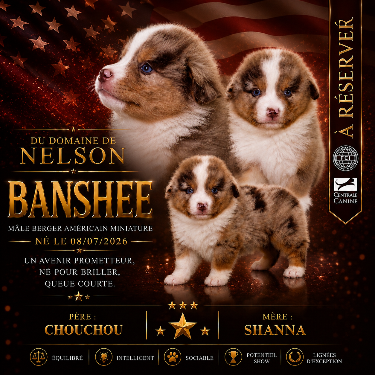 du domaine de nelson - Chiots disponibles - Berger Américain Miniature 