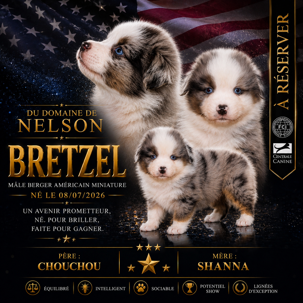 du domaine de nelson - Chiots disponibles - Berger Américain Miniature 