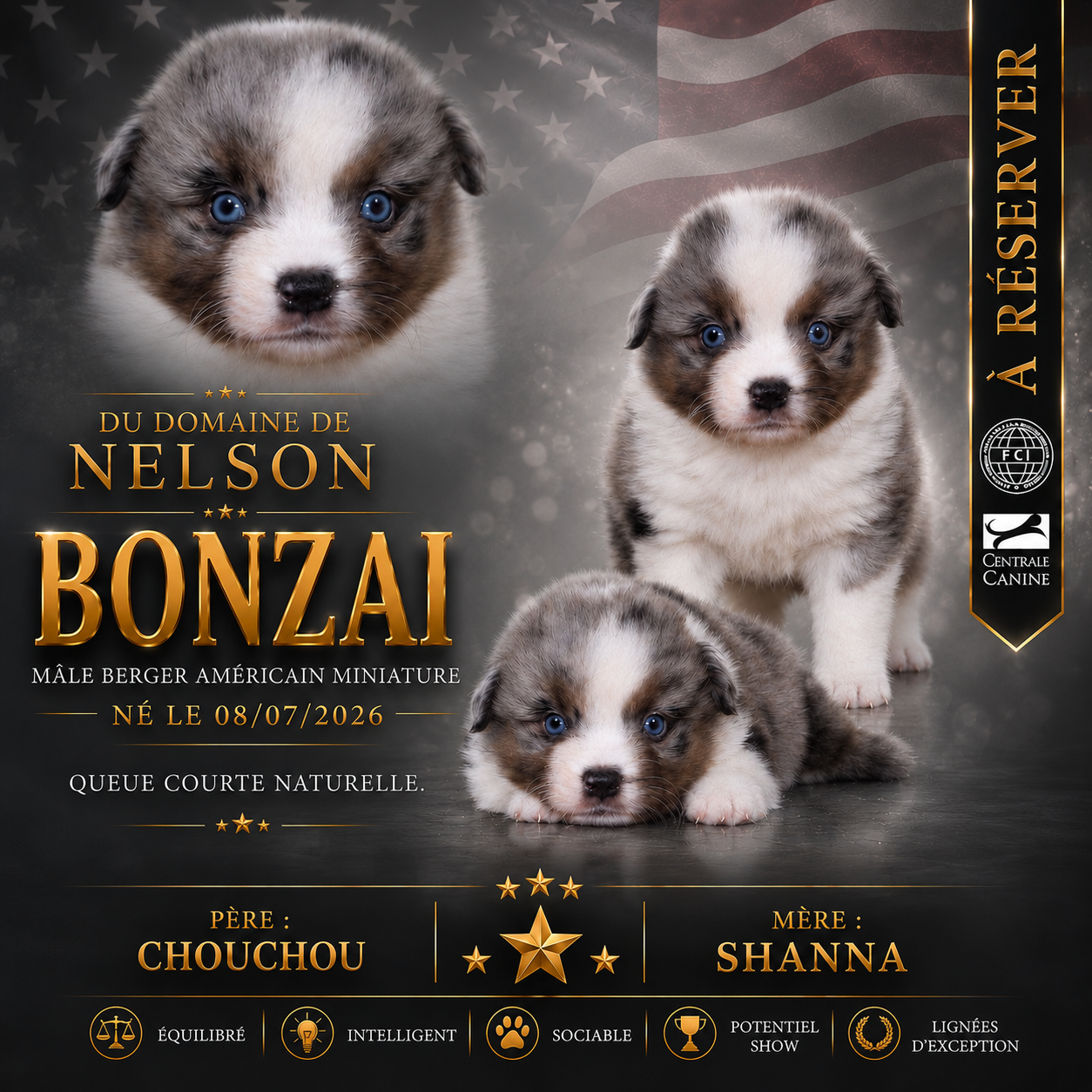 du domaine de nelson - Chiots disponibles - Berger Américain Miniature 