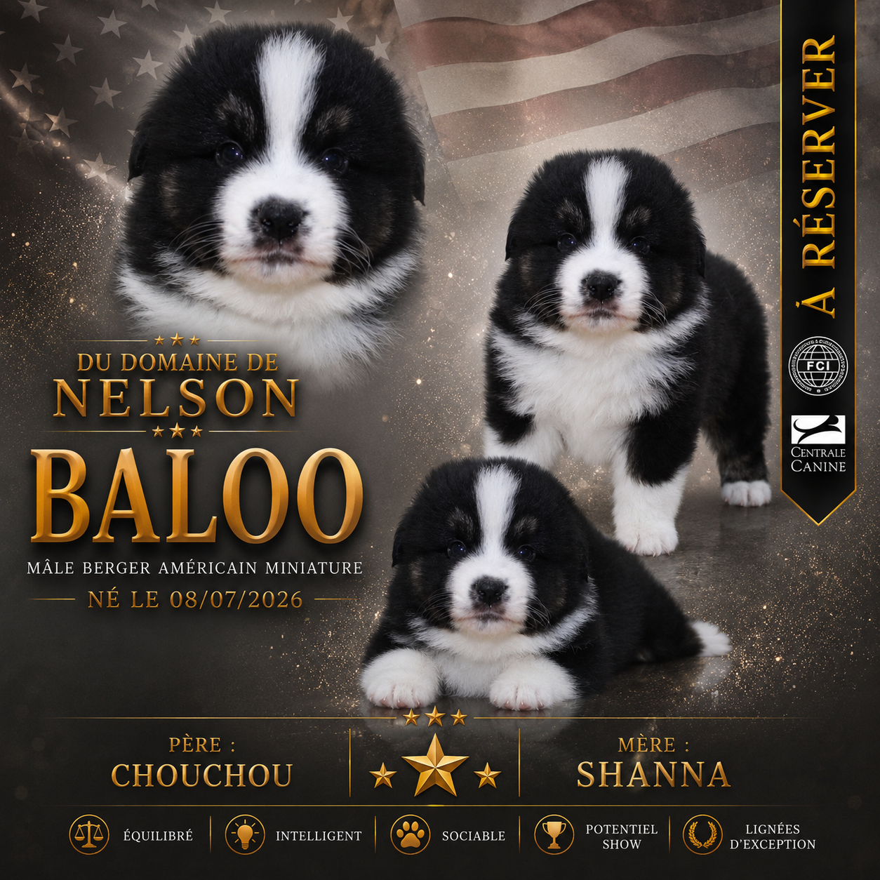 du domaine de nelson - Chiots disponibles - Berger Américain Miniature 