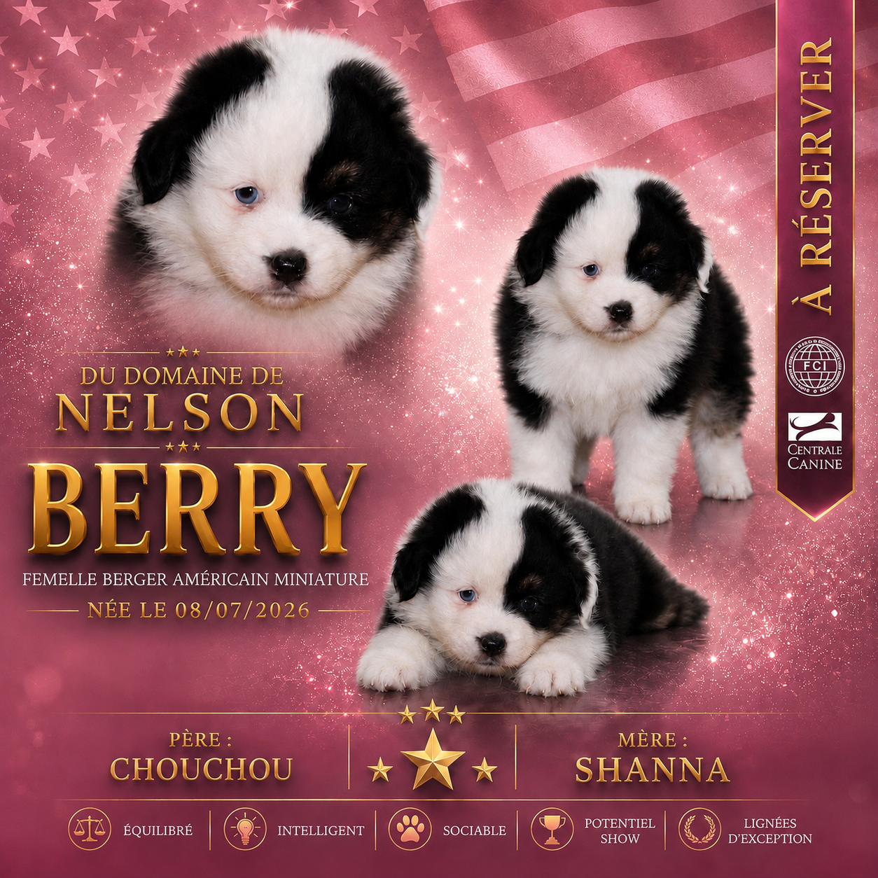 du domaine de nelson - Chiots disponibles - Berger Américain Miniature 