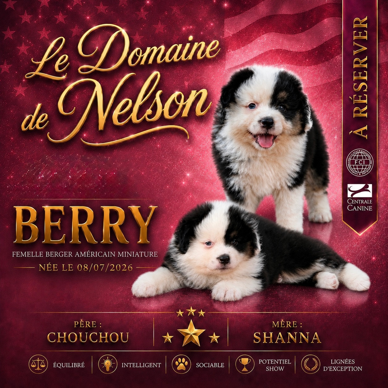 du domaine de nelson - Chiots disponibles - Berger Américain Miniature 