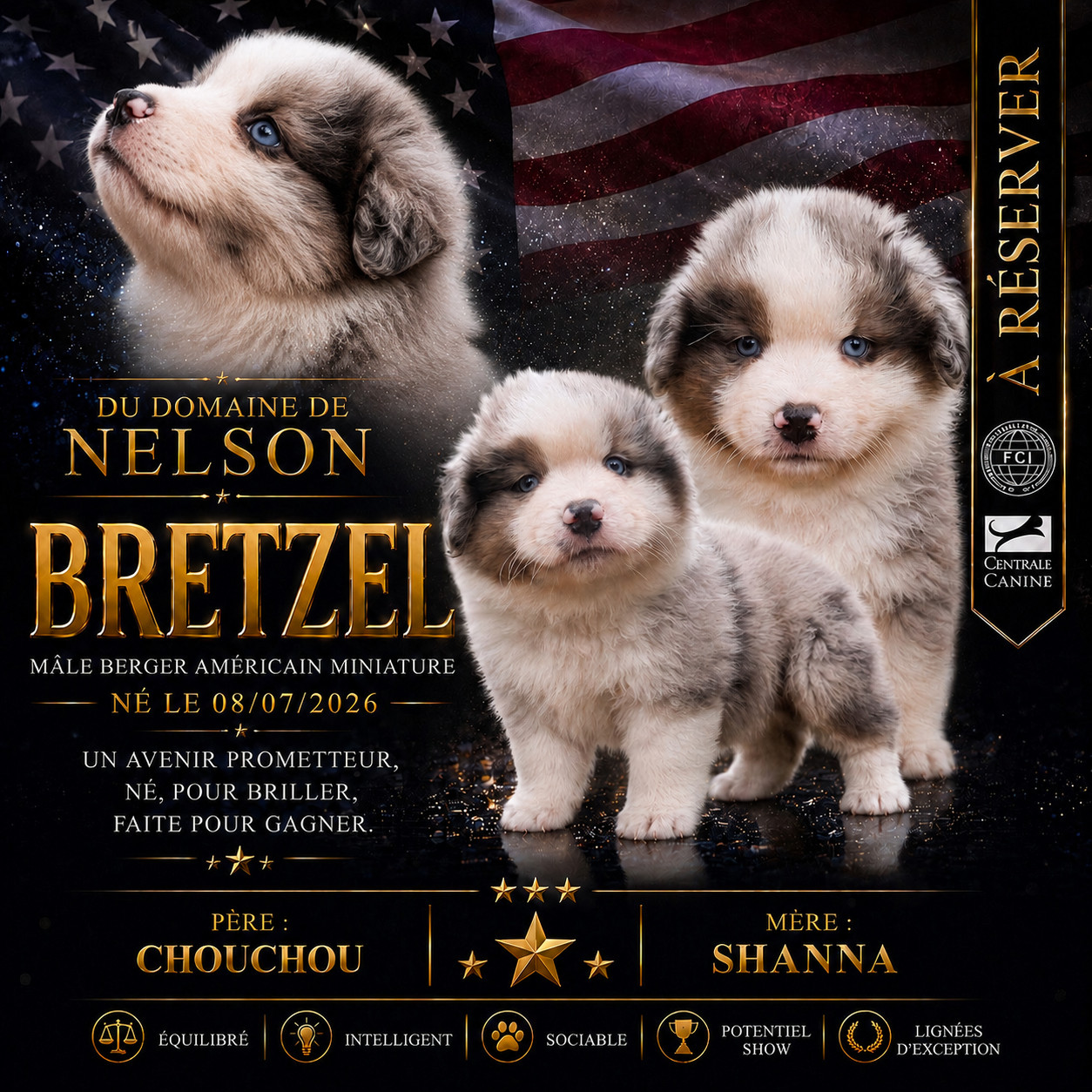 du domaine de nelson - Chiots disponibles - Berger Américain Miniature 