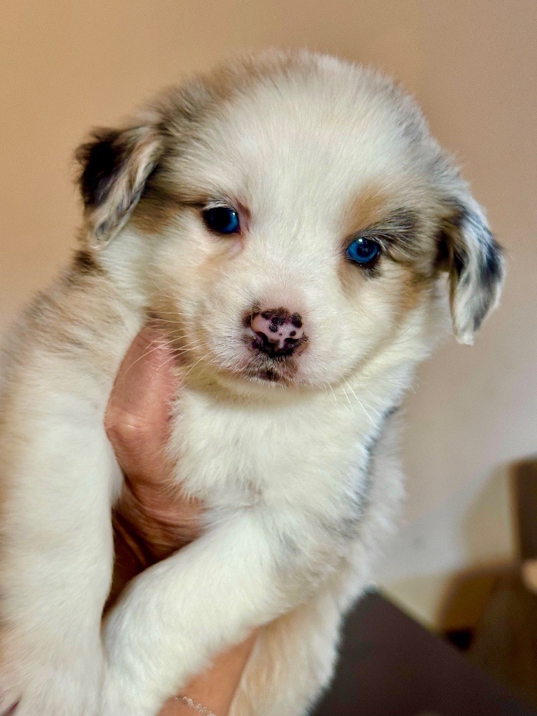 du domaine de nelson - Chiots disponibles - Berger Américain Miniature 