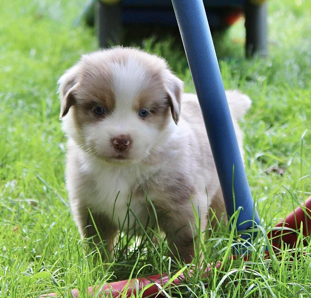 du domaine de nelson - Chiots disponibles - Berger Américain Miniature 